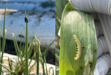 核多角體病毒特性