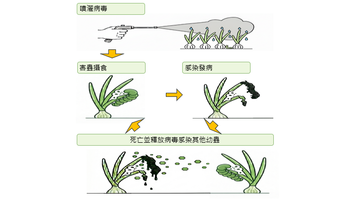 作用機制與使用方法